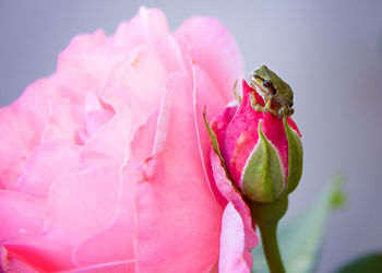 Close-up of frog on pink rose