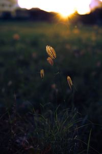 Close-up of plants on field during sunset