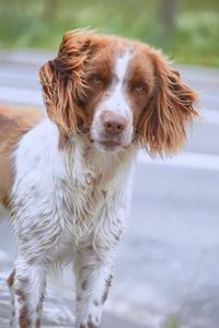 Portrait of dog looking away