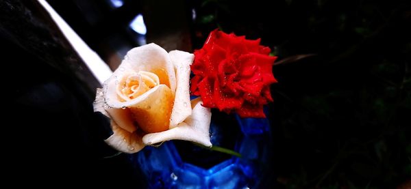 Close-up of red rose