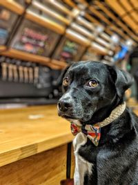 Close-up of dog looking away