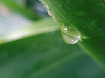 Close-up of raindrops on leaf