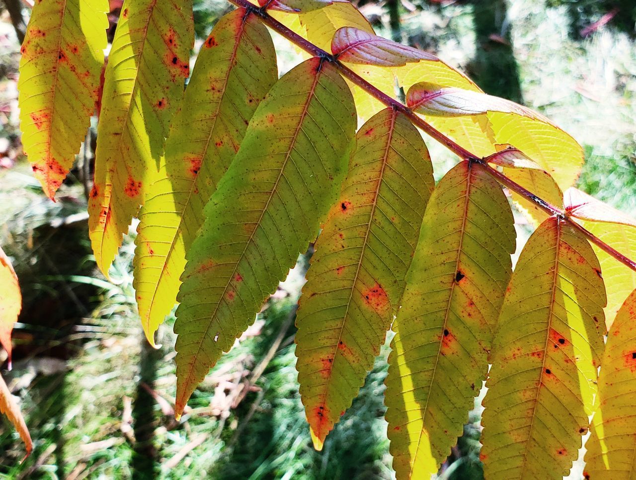 CLOSE-UP OF YELLOW MAPLE LEAVES