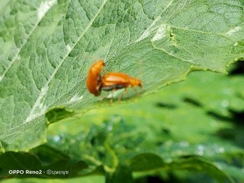 Close-up of insect on leaf