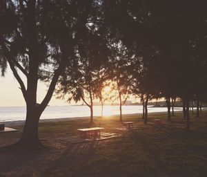 Trees on beach against sky