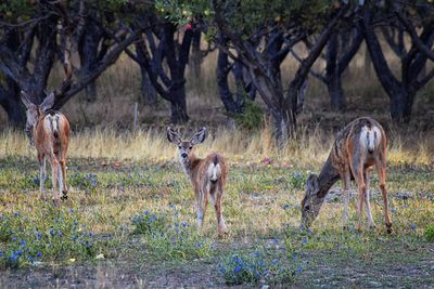 Mule deer odocoileus hemionus  fawn apple tree orchard in provo utah wasatch front rocky mountains