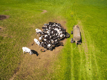 High angle view of birds on field