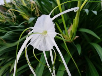 Close-up of white flower blooming outdoors