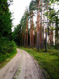 Dirt road amidst trees in forest against sky