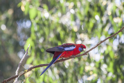 Close-up of parrot perching on branch