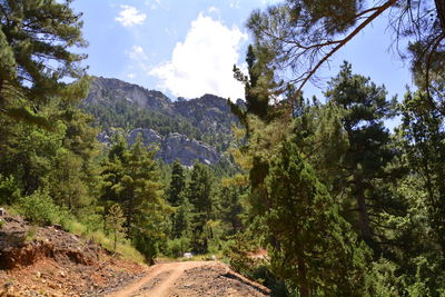Scenic view of forest