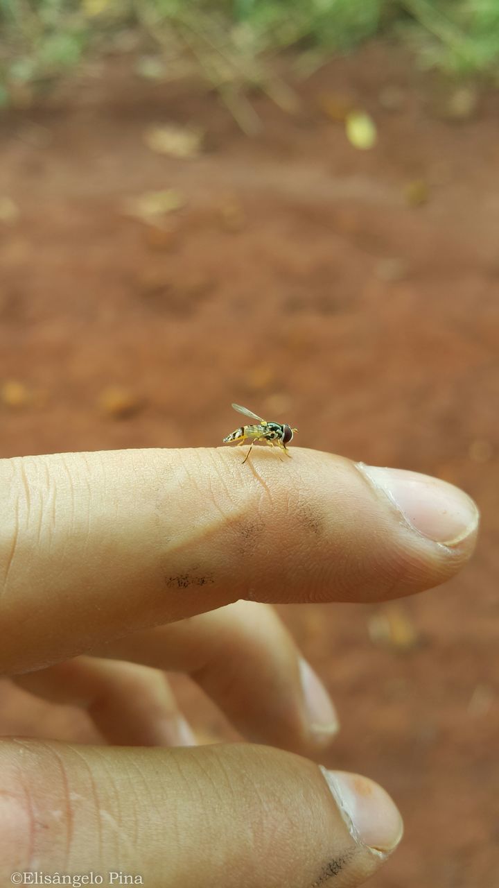 person, animals in the wild, animal themes, one animal, wildlife, part of, holding, human finger, close-up, cropped, focus on foreground, insect, unrecognizable person, personal perspective, day, outdoors, lifestyles