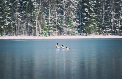 View of swans in lake against sky