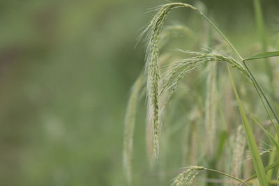 Close-up of wheat growing on field