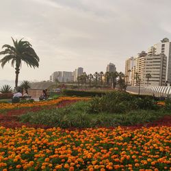 Flowers growing in park