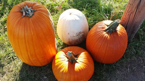 Close-up of pumpkins on field