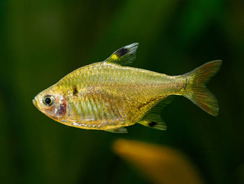 X-ray tetra - pristella maxillaris in freshwater aquarium