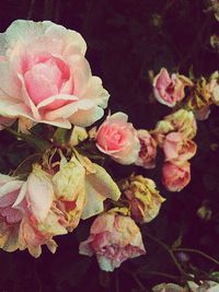 Close-up of pink flowers blooming outdoors