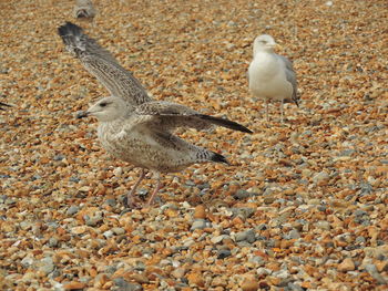 View of a bird on field