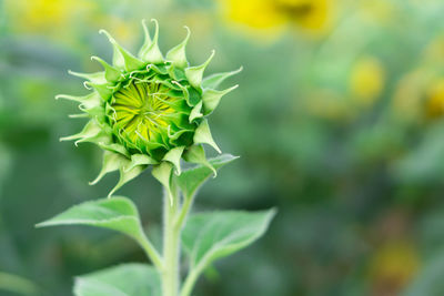 Close-up of plant