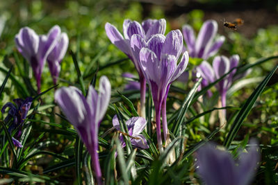 Close-up of purple crocus flowers