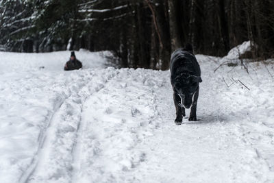 Dog on field during winter