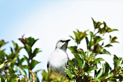 Low angle view of bird perching on plant against sky