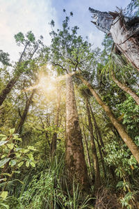 Low angle view of trees in forest against sky