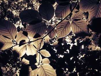 Close-up of tree