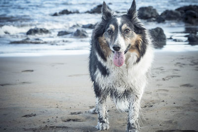 Portrait of dog sticking out tongue at beach