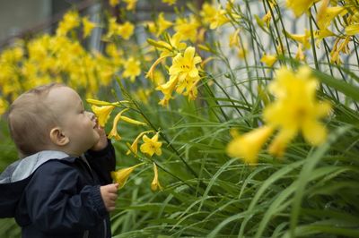 Rear view of child on yellow flowering plants on field