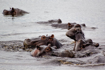 Hippopotamuses swimming in river