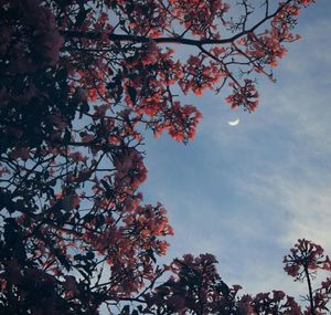 Low angle view of blooming tree against sky