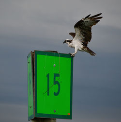 Low angle view of seagull flying