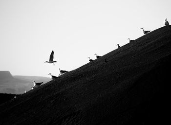 Low angle view of seagulls flying against clear sky