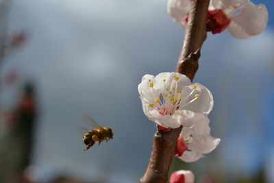 Close-up of bee flying by cherry blossoms blooming on branch