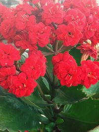 Close-up of red flowers blooming outdoors