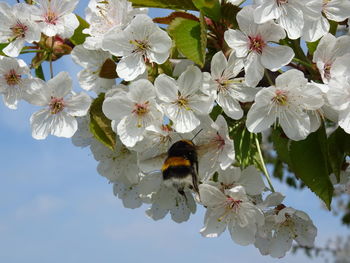 Close-up of insect on flowers