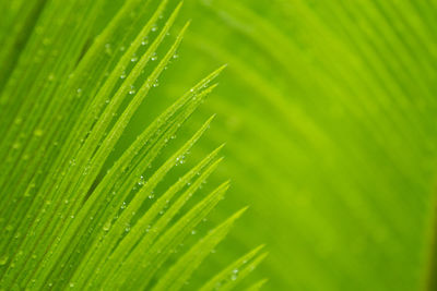 Close-up of wet plant leaves