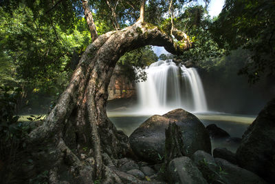 Scenic view of waterfall in forest