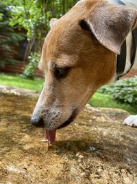 Close-up of dog drinking water from a stump