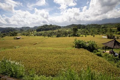 Scenic view of agricultural field against sky