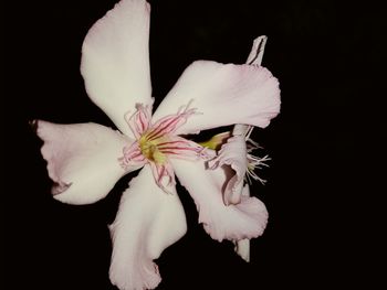 Close-up of white flower against black background