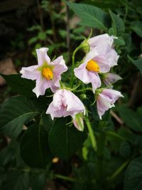 Close-up of flowers blooming outdoors