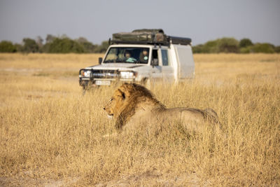 Self drive safari by camp-mobile encounter lion in chobe national park at a sunny morning