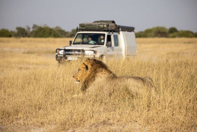 Portrait of cheetah on field