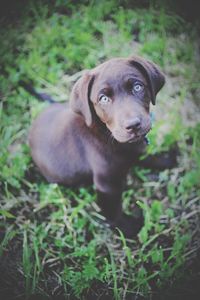 Close-up portrait of dog