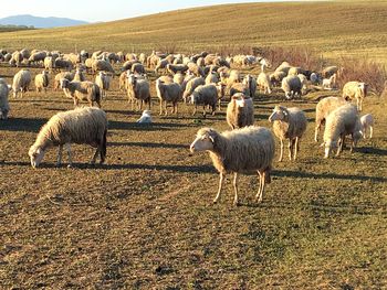 Sheep grazing on field against sky