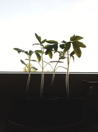 Close-up of potted plant