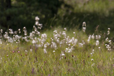 White flowering plants on field
